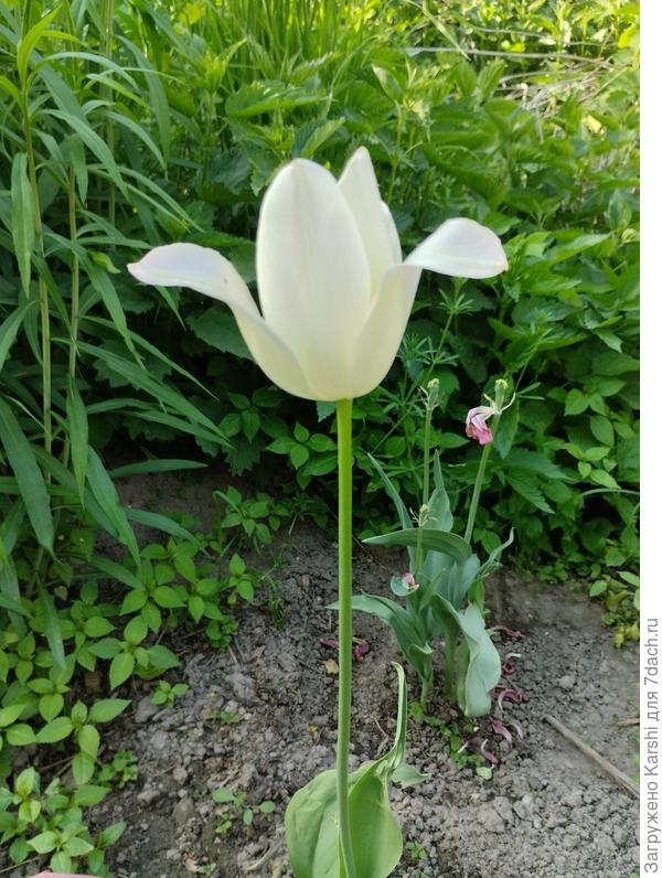 тюльпан Уайт Триумфатор. Последний тюльпан