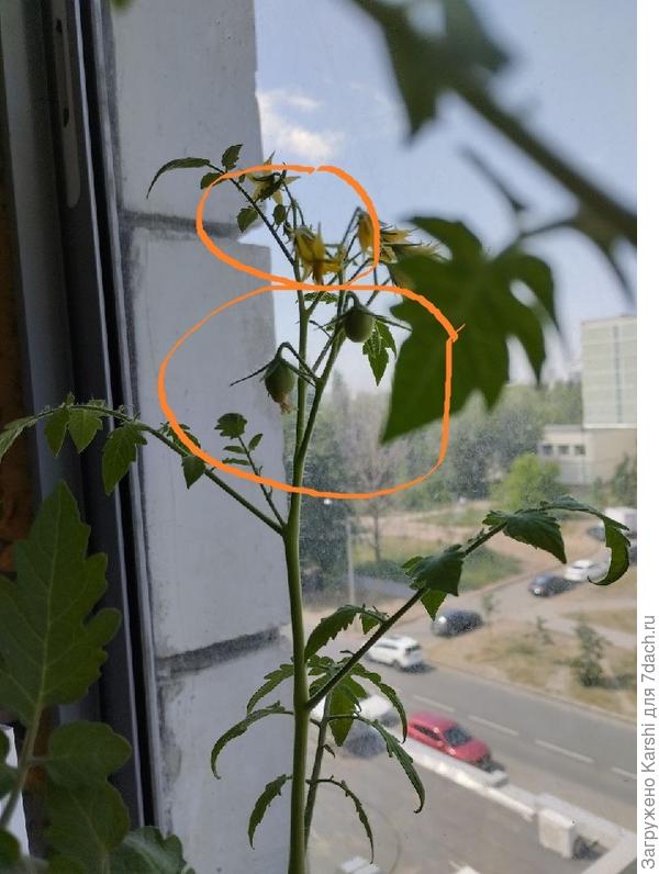 возможно, Персиановский?