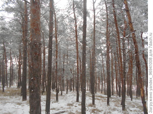 Ростовская область, Усть-Донецкий р-н., х.Крымский