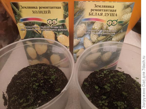 Всходы мелкоплодной земляники
