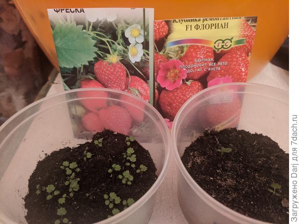 Фреска посеяна 22.12, взошла 10.01. Флориан сеяла 12.12, взошёл 03.01. в пакете 5 семечек, взошло 4, 2 сразу загнулись. Всю землянику сеяла на снег и держала в холодильнике.