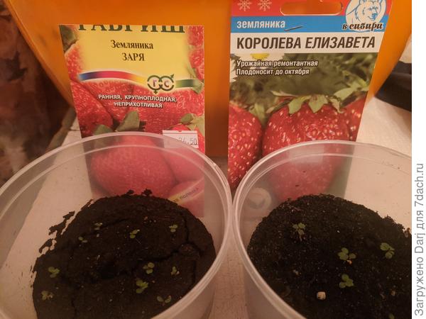 Заря и Королева Елизавета