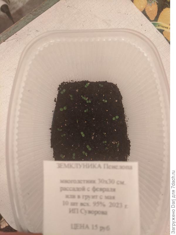 Земклуника Пенелопа. Семена от Суворовых.