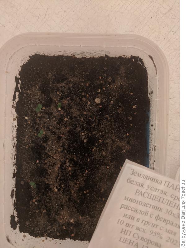 Пайн-берри. Тоже от Суворовых