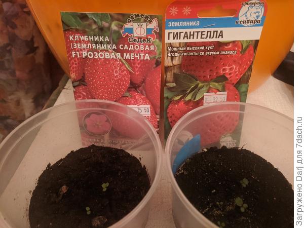 Розовая мечта и Гигантела