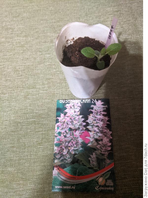 А это шалфей Вознесенский. И это моя ошибка. Сеять его сейчас не стоило.