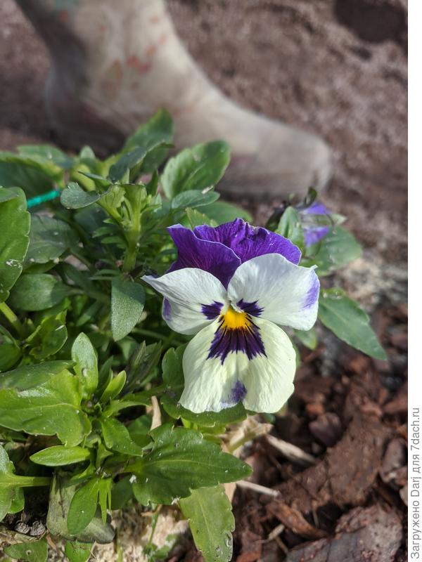 1 мая. Тот же куст.