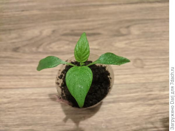 Острый перец Птичий глаз. Острые перцы сажаю в горшки. Так они мобильны. Летом на даче, осенью переезжают домой.