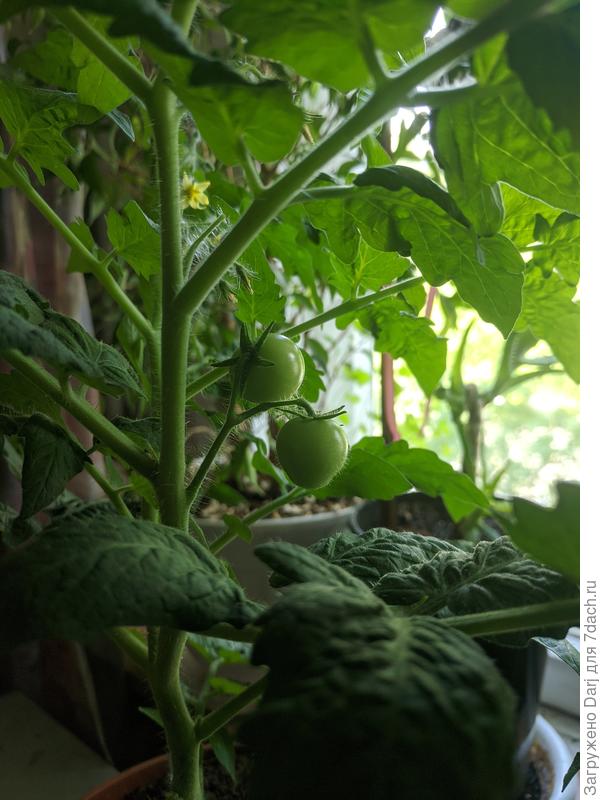 11 июня. Дома. Микро-Том от Сортсемовощ