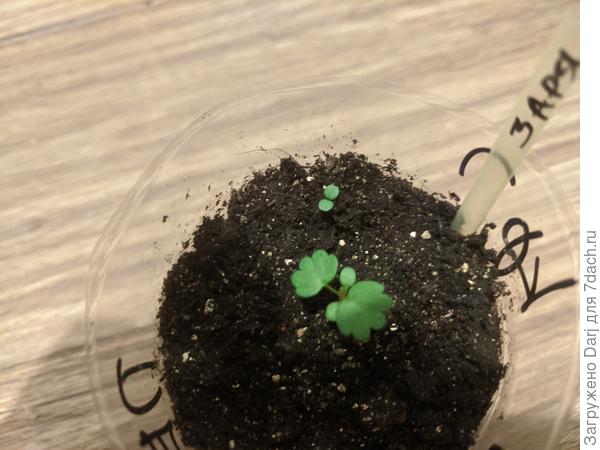 Неожиданный сосед