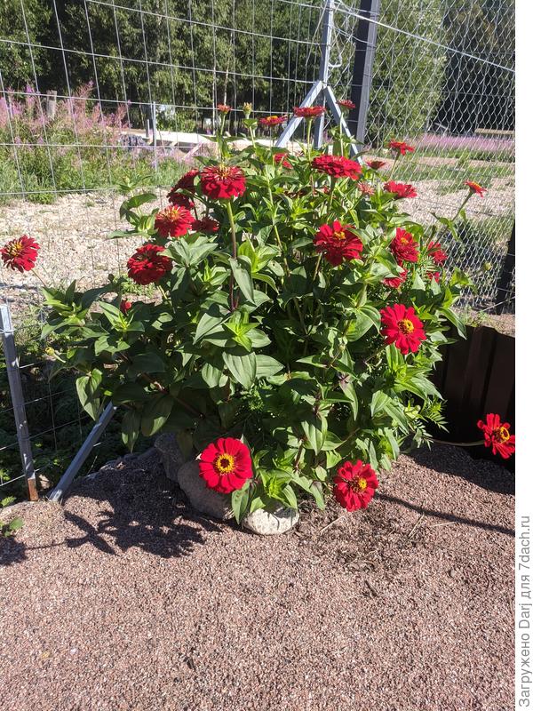 Посев в ОГ в мае