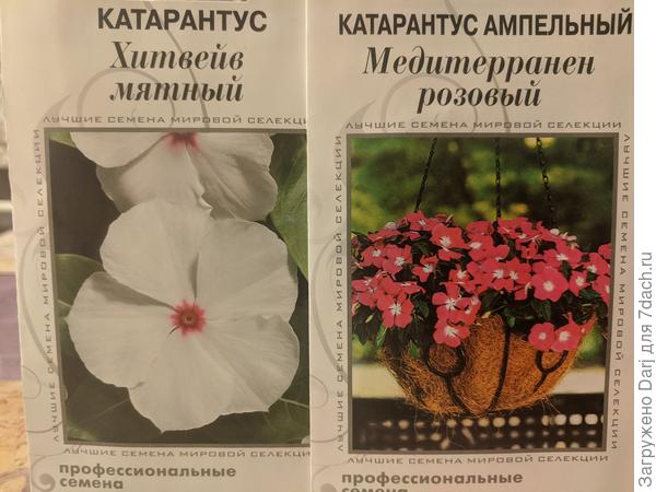 Катарантусы