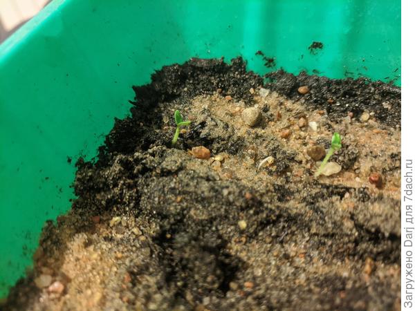 Первые сеянцы картошки