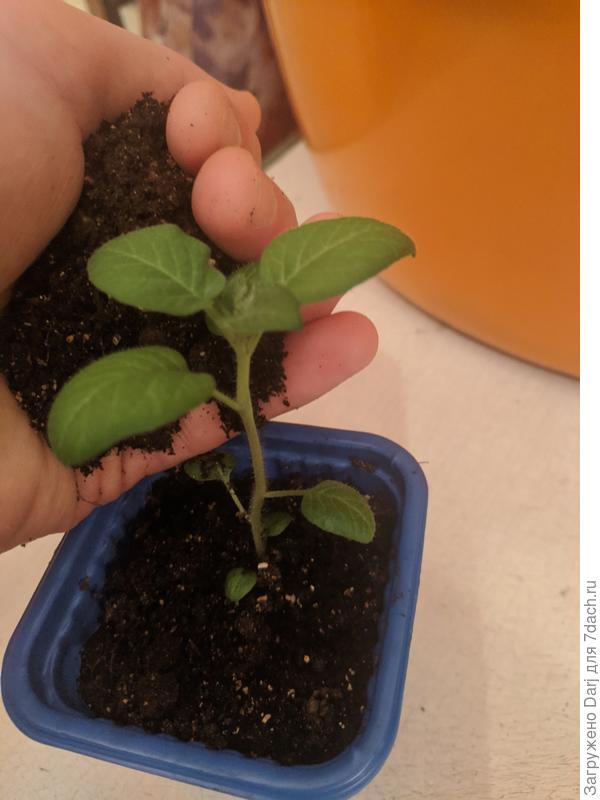 11 февраля. Картоха. Сорт Элексир. Пока всё хорошо