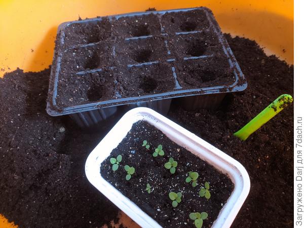 Переселение петунии