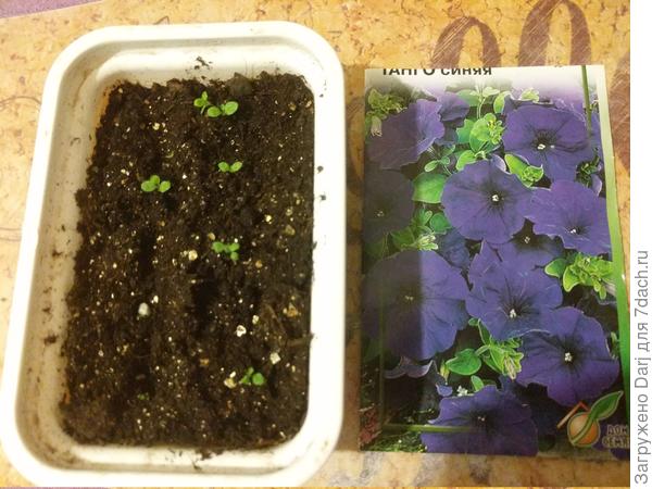 F-1 танго синяя. Посев от 26 января