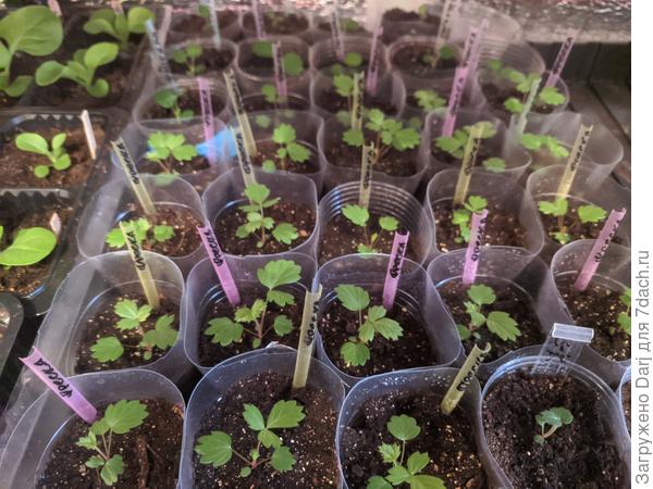 Вот так сейчас выглядит земляника посева середины декабря.