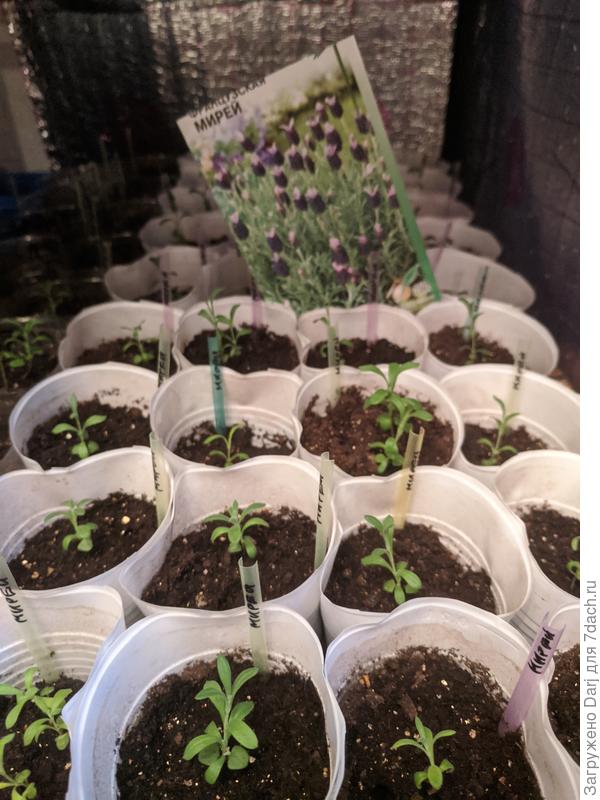 Эти свежие оказались. Взошло 50%. Из остальных пачек где 2, где 5.