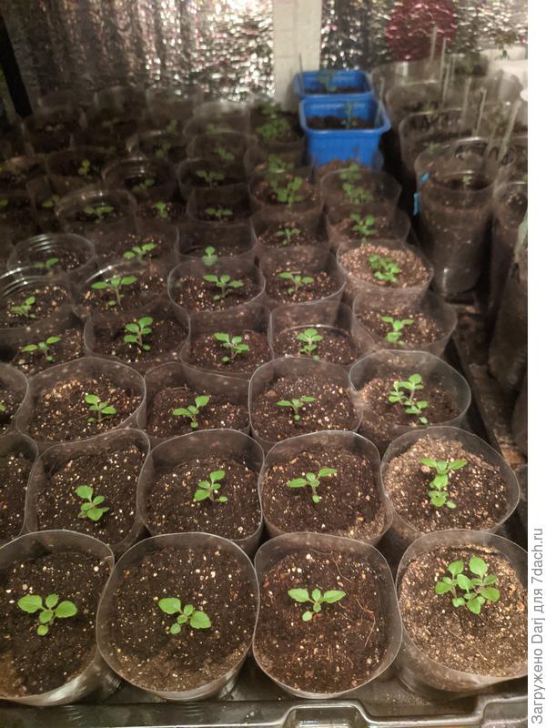 Сейчас это вот так. 51 штучной посадкой и 12 пучком ( когда уже стало жаль места и тары)