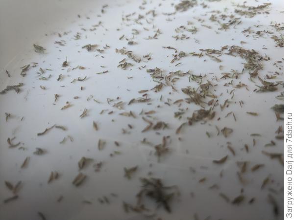 Пытаюсь найти тут семена.