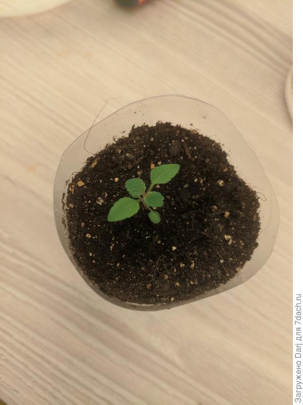 Сейчас выглядят вот так. Сеянец вербены бонарской.