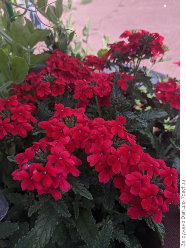 Гибридная вербена. Если удалять отцвевшие соцветия, будет цвести до заморозков