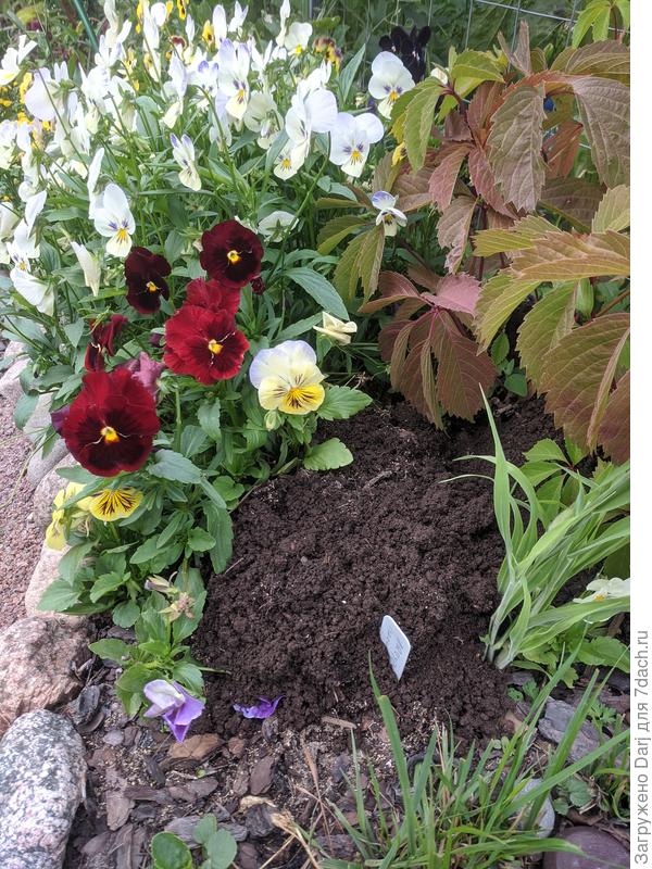 Фотографировала кротовый лаз. Анютка коричневые случайно попали. На фото они кажутся красными, но в реальности коричневые