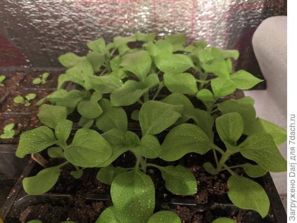 Январские прсевы