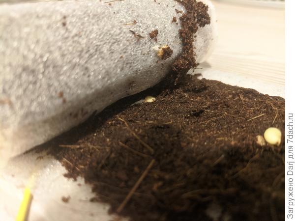 Рамиро из магазина пускает корешки