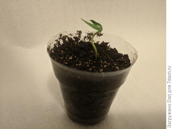 Новогодний оранжевый куб из магазина. Забыла про него, бедолага упёрся в крышку.