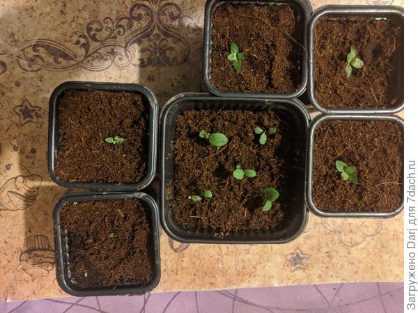 Эустома и ратибида