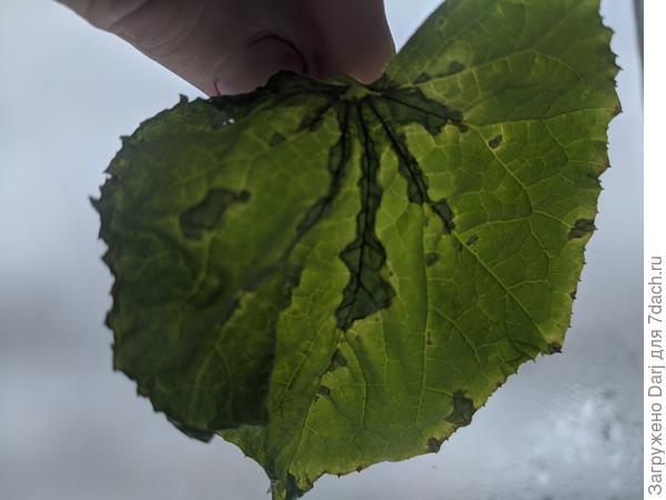 Удалила два таких листа