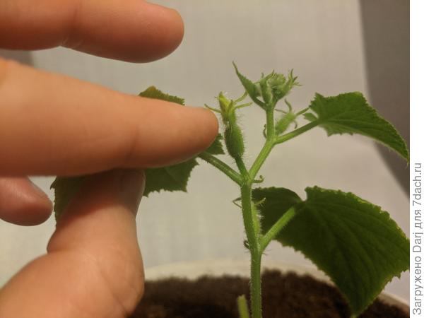 Вроде собрался цвести.