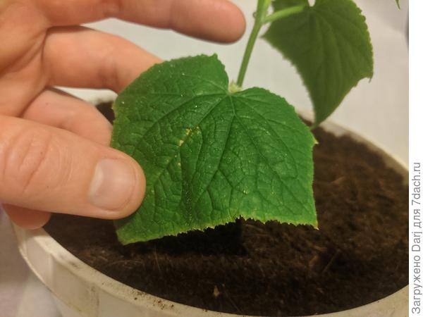 Тот же лист. Вид сверху.