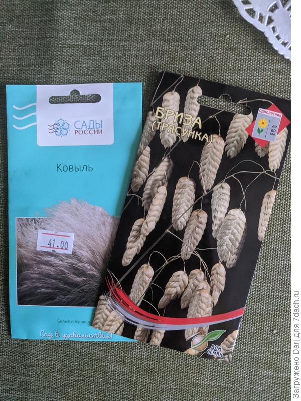 Ковыль (какой - не написано) и бриза. Бризу в прошлом году сеяла в грунт. Очень долго всходила. Колосков я так и не увидела. Попробую рассадой.