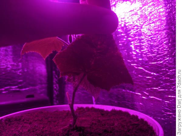 На этом листе такие же пятна, но вроде бы процесс приостановился ( или мне хочется так думать)