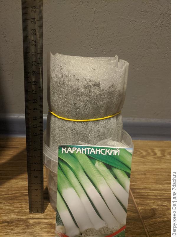 Карантанский лук порей в улитке.