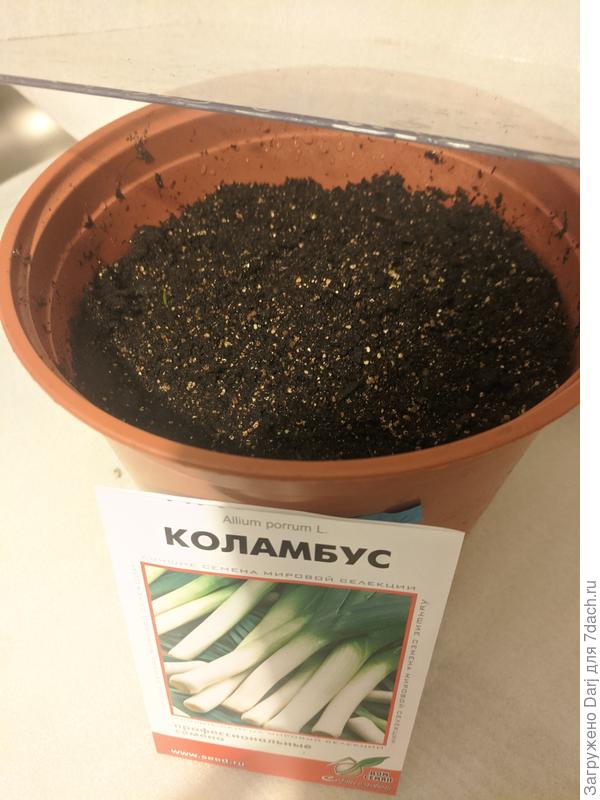 Лук порей коламбус в горшке.