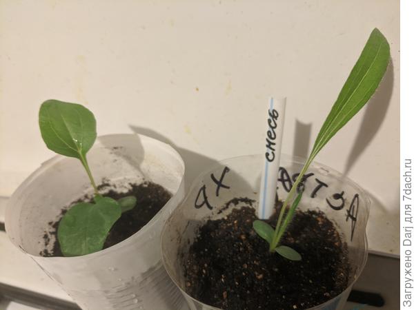 Эхиноцея пурпурная. Слева Ливадия, справа кто-то из смеси.