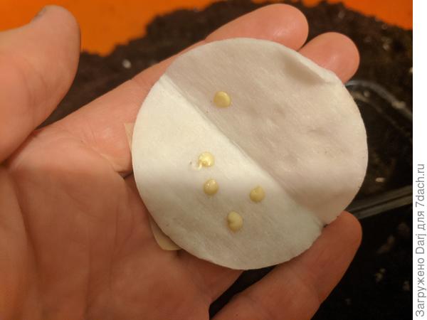 Палермо жёлтый. 24 февраля.