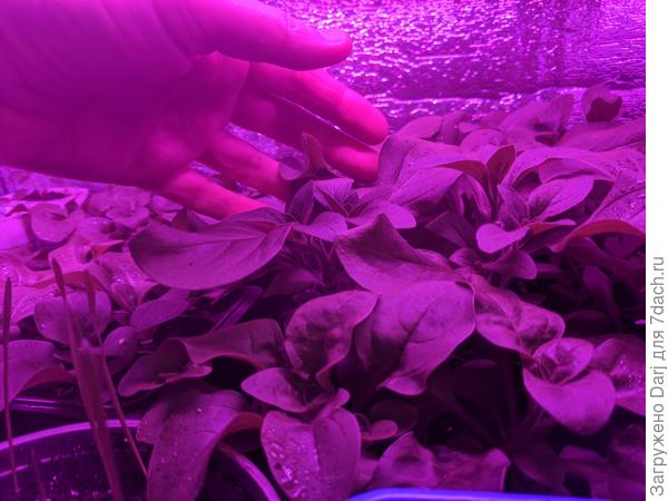 Январский посев