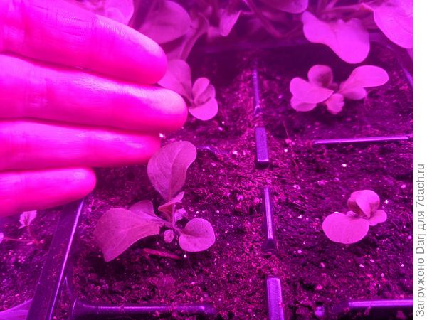 Февральский посев