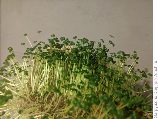 Вот такой ёжик из семян чиа. Завтра попробую съесть...ь