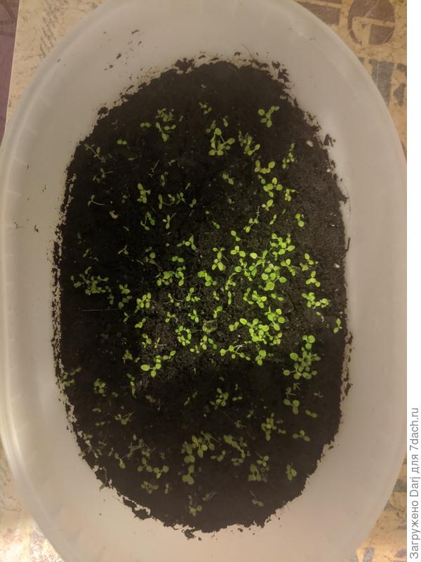 Всходам 20 дней