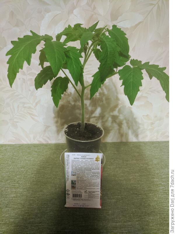 Бычье сердце розовое от Сортсемовощ. Не удалось ему избежать экспериментального пути:)