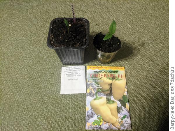 Перцы ровесники. Палермо сортовой жёлтый. И Сноувайт - гибрид. Разница колоссальная. Всё гибриды - монстры?