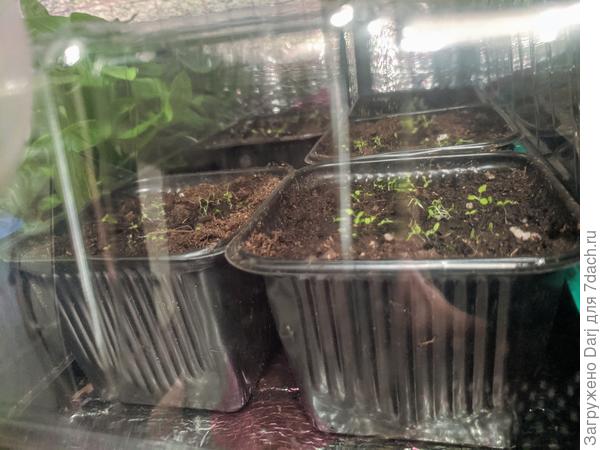 В новых домиках.