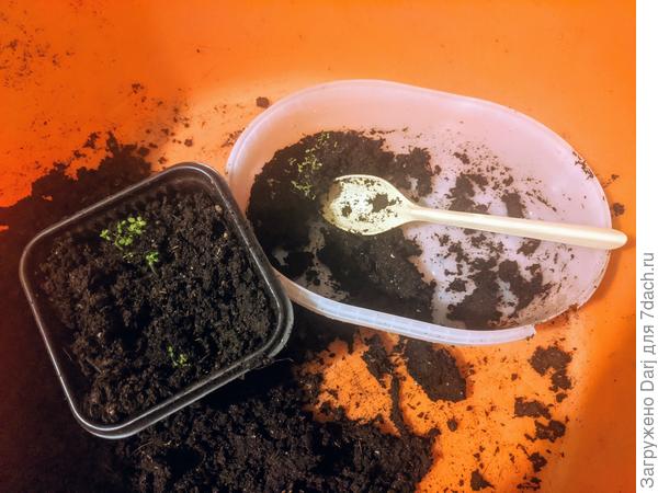 Последняя порция переезжает в горшочек. Надеялась отделаться четырьмя, не вышло. 5 горшочков.