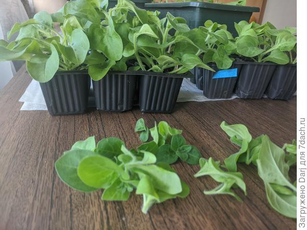 Пересажены и подстрижены. У меня традиционная петунья. И махровая. Розовые, синие и лавандовые. У махровой есть один минус - увядшие цветы очень неаппетитно выглядят. Такими толстыми полусухим, полумокрыми комочками и портят общий вид.