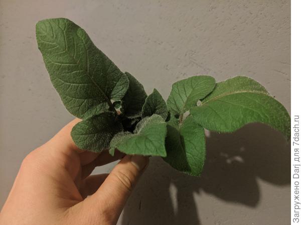 Вот такой уже лопух!